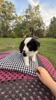 Maybe, a female Border Collie for sale in Cross City, FL – 3 of 3