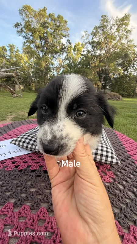 Maxwell – Border Collie puppy for sale in Cross City, FL