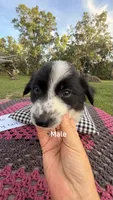 Maxwell, a male Border Collie for sale in Cross City, FL – 1 of 3