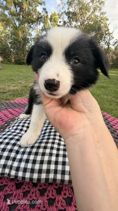 Maybe – Border Collie puppy for sale in Cross City, FL