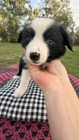 Maybe, a female Border Collie for sale in Cross City, FL – 1 of 3