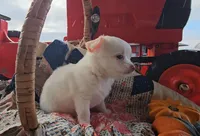 Finn, a male Chihuahua for sale in Millersburg, IN – 5 of 8