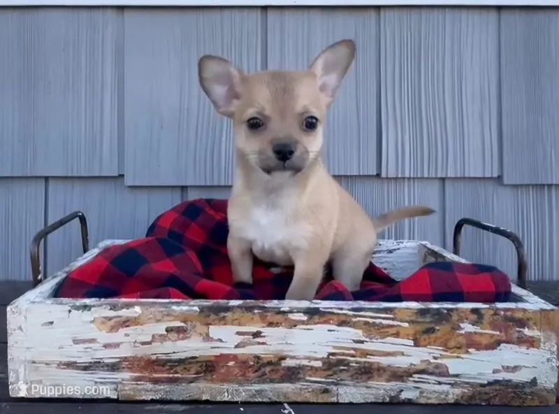 Bear – Chihuahua puppy for sale in Millersburg, IN