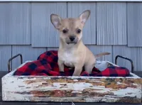 Bear, a male Chihuahua for sale in Millersburg, IN – 1 of 7