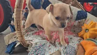 Bear, a male Chihuahua for sale in Millersburg, IN – 4 of 7