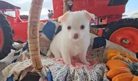 Finn, a male Chihuahua for sale in Millersburg, IN – 3 of 8