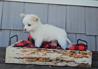 Finn, a male Chihuahua for sale in Millersburg, IN – 2 of 8