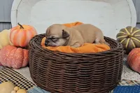 Bear, a male Chihuahua for sale in Millersburg, IN – 6 of 7