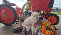 Scout, a male Chihuahua for sale in Millersburg, IN – 3 of 5