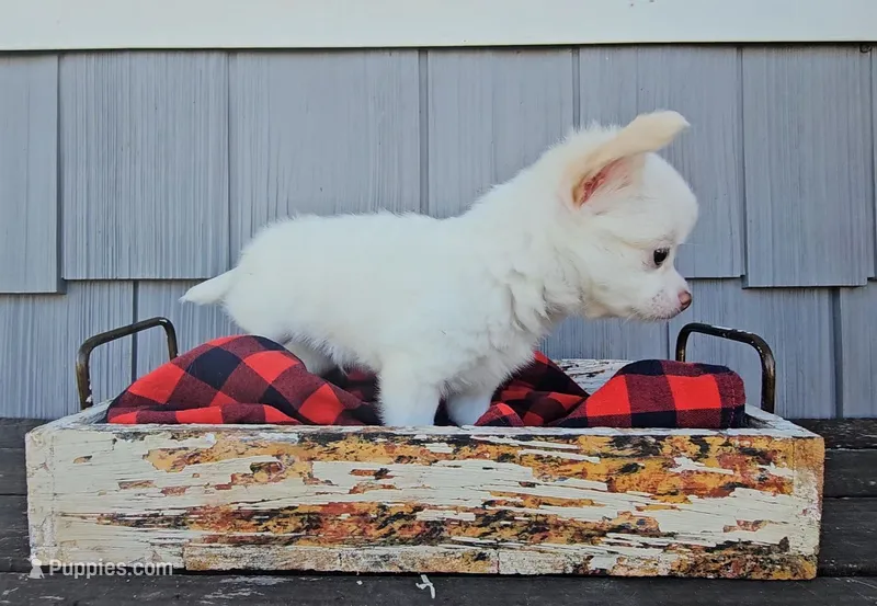 Finn – Chihuahua puppy for sale in Millersburg, IN