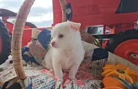 Finn, a male Chihuahua for sale in Millersburg, IN – 4 of 8