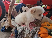 Scout, a male Chihuahua for sale in Millersburg, IN – 2 of 5
