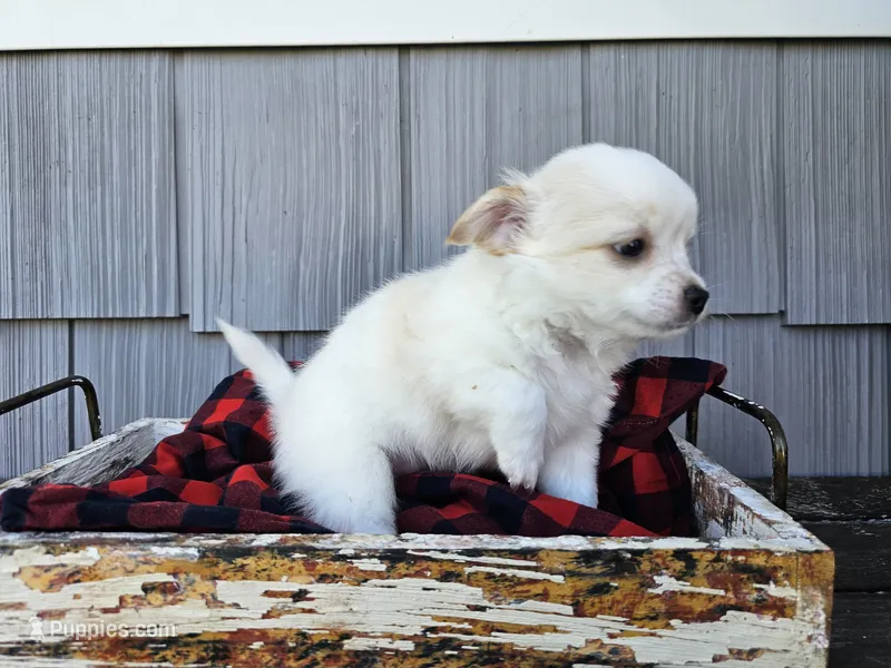 Scout – Chihuahua puppy for sale in Millersburg, IN
