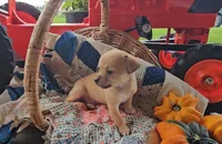 Bear, a male Chihuahua for sale in Millersburg, IN – 5 of 7