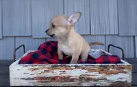 Bear, a male Chihuahua for sale in Millersburg, IN – 3 of 7
