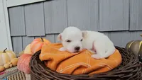 Scout, a male Chihuahua for sale in Millersburg, IN – 4 of 5
