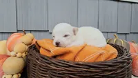 Scout, a male Chihuahua for sale in Millersburg, IN – 5 of 5