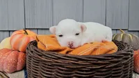 Finn, a male Chihuahua for sale in Millersburg, IN – 6 of 8