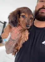 DR. PEP, a male Miniature Dachshund for sale in Cypress, TX – 2 of 6
