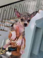 Piper, a male Chihuahua for sale in Cypress, TX – 2 of 6