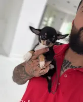 HARLEM, a female Chihuahua for sale in Cypress, TX – 2 of 5