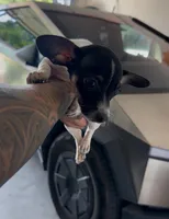 BUBBLES, a female Chihuahua for sale in Cypress, TX – 7 of 8