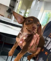 LILY , a female Chihuahua for sale in Cypress, TX – 4 of 4