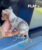 NACHO, a male Chihuahua for sale in Cypress, TX – 6 of 6
