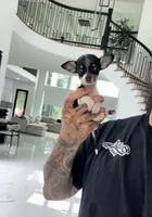 PHANTOM, a male Chihuahua for sale in Cypress, TX – 3 of 7