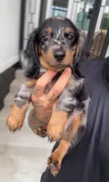 PUP SMOKE, a male Miniature Dachshund for sale in Cypress, TX – 3 of 6