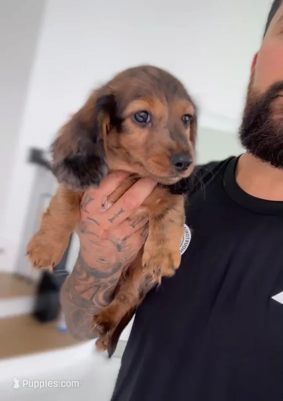 DR. PEP – Miniature Dachshund puppy for sale in Cypress, TX