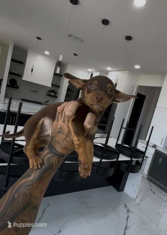 Milo – Chihuahua puppy for sale in Cypress, TX