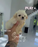 LUCY, a female Maltipoo for sale in Cypress, TX – 8 of 8