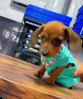 POPEYE, a male Miniature Dachshund for sale in Cypress, TX – Photo 2 of 7