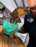 POPEYE, a male Miniature Dachshund for sale in Cypress, TX – Photo 7 of 7