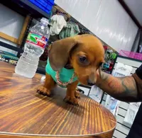 POPEYE, a male Miniature Dachshund for sale in Cypress, TX – Photo 5 of 7