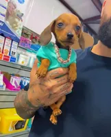 POPEYE, a male Miniature Dachshund for sale in Cypress, TX – Photo 4 of 7