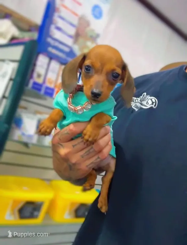 POPEYE, a male Miniature Dachshund for sale in Cypress, TX – Photo 1 of 7