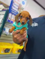 POPEYE, a male Miniature Dachshund for sale in Cypress, TX – Photo 1 of 7