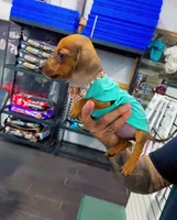POPEYE, a male Miniature Dachshund for sale in Cypress, TX – Photo 3 of 7