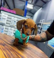 POPEYE, a male Miniature Dachshund for sale in Cypress, TX – Photo 6 of 7