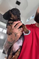 BUZZ, a male Miniature Dachshund for sale in Cypress, TX – 2 of 5