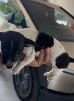 BUBBLES, a female Chihuahua for sale in Cypress, TX – 8 of 8