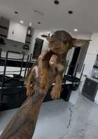 Milo, a male Chihuahua for sale in Cypress, TX – 6 of 7