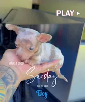 NACHO, a male Chihuahua for sale in Cypress, TX – 5 of 6
