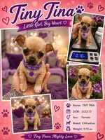 TINY TINA, a female Chihuahua for sale in Cypress, TX – 1 of 1