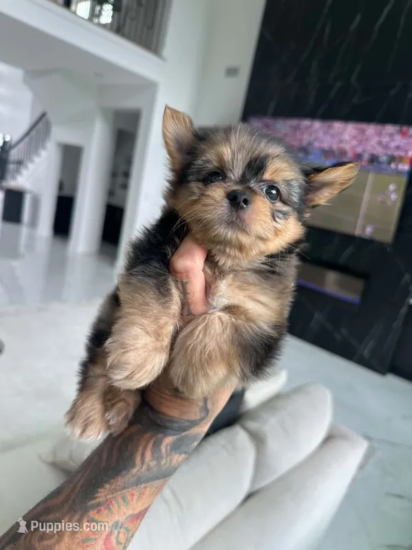 SAFARI – Yorkshire Terrier puppy for sale in Cypress, TX