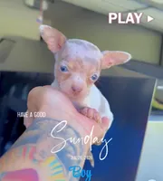 NACHO, a male Chihuahua for sale in Cypress, TX – 2 of 6