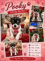 POOKY, a male Chihuahua for sale in Cypress, TX – 1 of 1