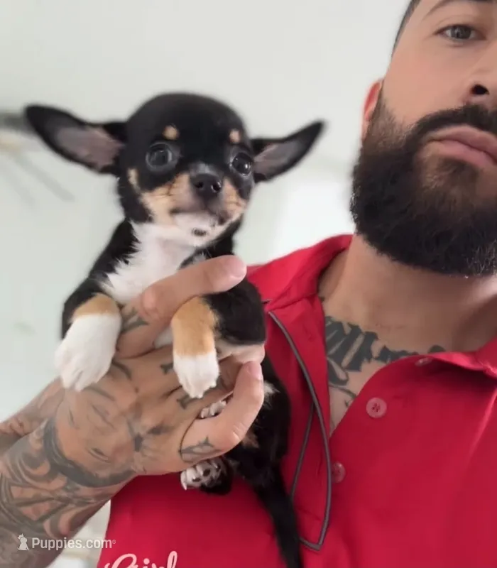 HARLEM – Chihuahua puppy for sale in Cypress, TX